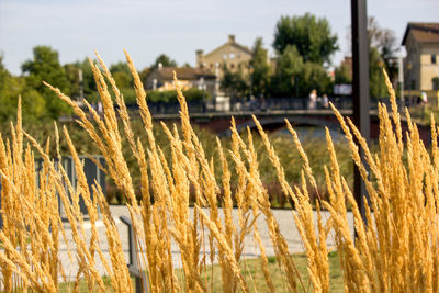 Close-up of stalks in field against buildings