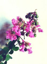 Close-up of pink flowers