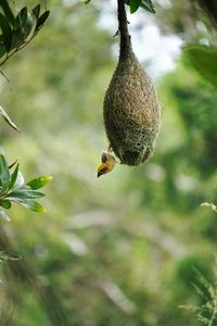 Baya weaver perched at it's nest