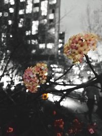 Close-up of flowers