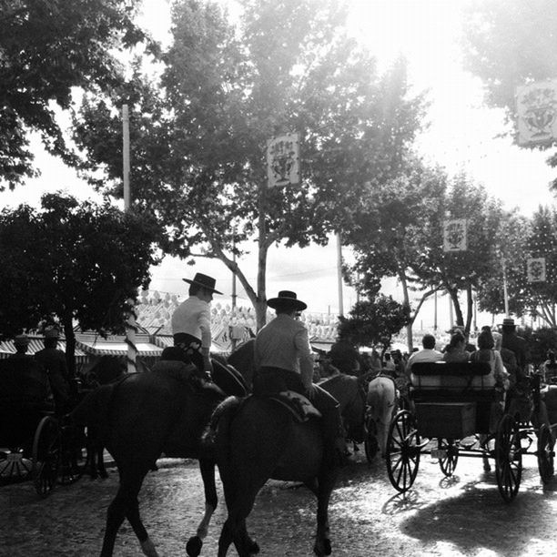 tree, men, large group of people, person, lifestyles, leisure activity, park - man made space, togetherness, sitting, medium group of people, mixed age range, sunlight, chair, day, relaxation, outdoors, growth, rear view, horse