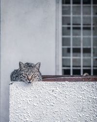 Portrait of a cat against wall