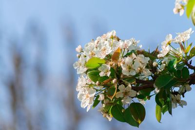 Close-up of white flowers blooming on tree