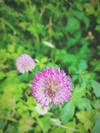 Close-up of pink flowering plant on field