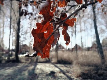 Close-up of dry leaves on branch during autumn