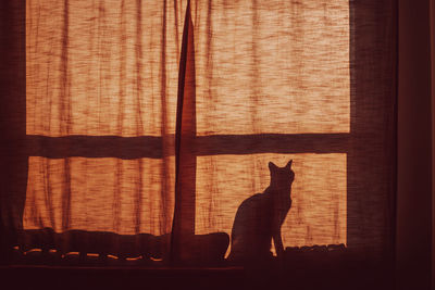 Shadow of a cat sitting on window