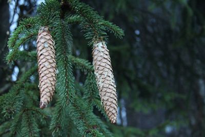 Close-up of pine tree