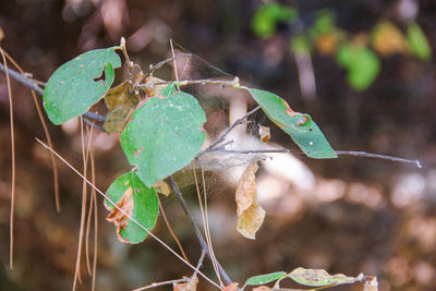 Close-up of grasshopper on spider web