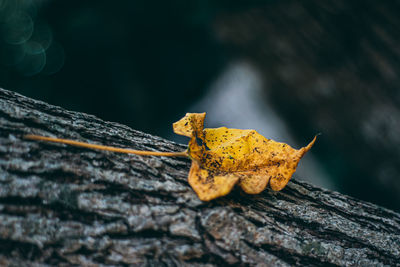 Close-up of dry leaf on tree trunk