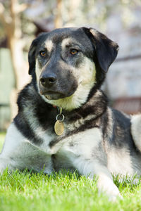 Close-up of dog sitting on grass