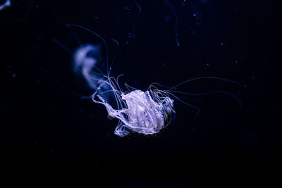 jellyfish