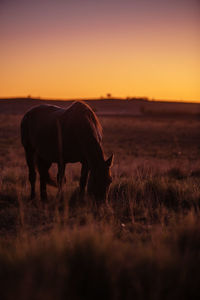 Horse grazing in field during sunset