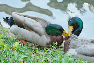 Two mallards on the shores of a canal.