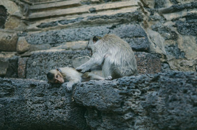 Monkey sitting on rock against wall