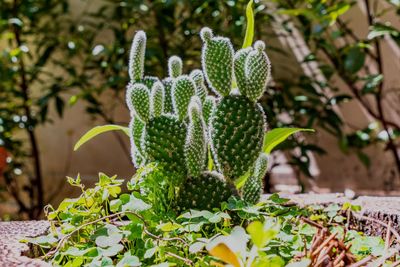 Close-up of succulent plant in yard