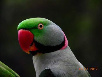 Close-up of parrot perching on leaf