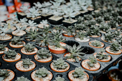 Close-up of potted plants for sale