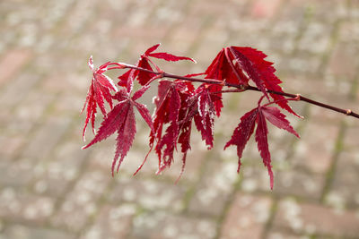 Close-up of red leaves on plant