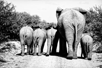 View of elephant on field