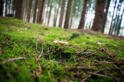 Close-up of bird on tree trunk in forest