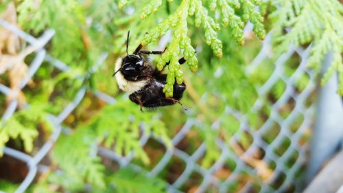 High angle view of bee on plant