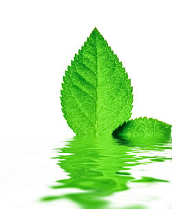 Close-up of leaves floating on water against white background