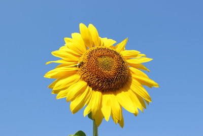 Close-up of sunflower against blue sky