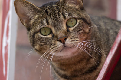 Close-up portrait of a cat