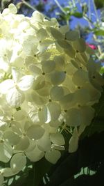 Close-up of flowers blooming outdoors