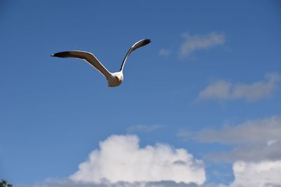 Low angle view of seagull flying in sky