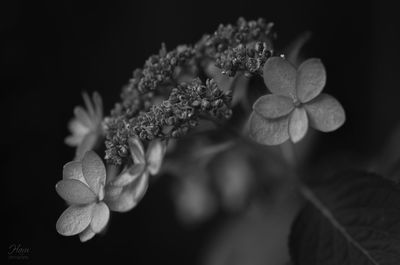 Close-up of flowers blooming outdoors