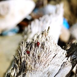 Close-up of insect on wood