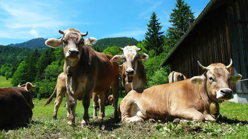 Cows on field