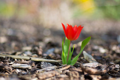 Close-up of red flower on field