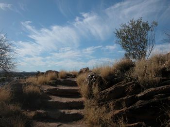Trees on field against sky