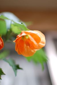 Close-up of flower against blurred background