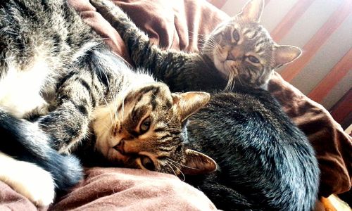 Dog resting on couch