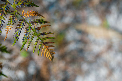 Low angle view of leaves on tree