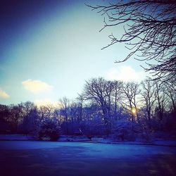 Bare trees on field at sunset