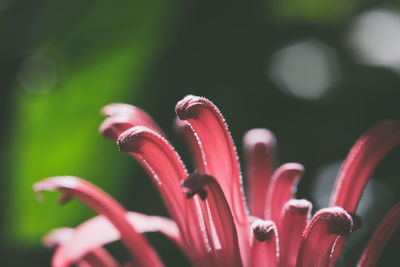 Close-up of flowers against blurred background