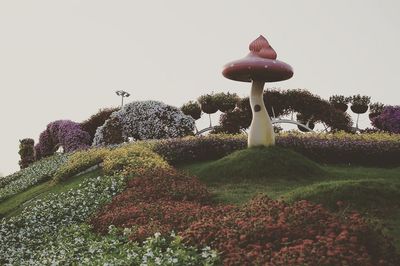 Flowers growing on tree