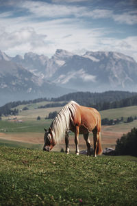 Horse grazing on grass