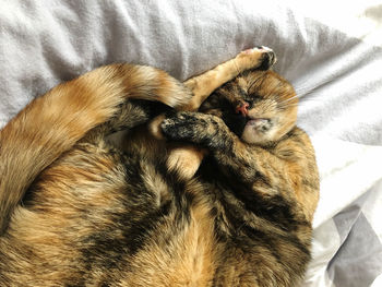 Close-up of cat sleeping on bed