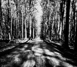 Empty road along bare trees in forest