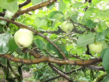 Low angle view of apple tree