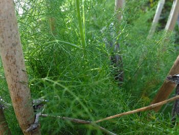 Close-up of fresh green plants in a field