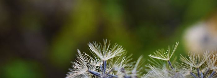 Close-up of plant