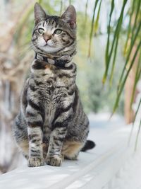 Close-up of cat sitting outdoors