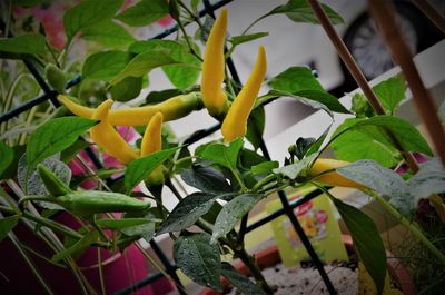 Close-up of yellow flowers blooming outdoors