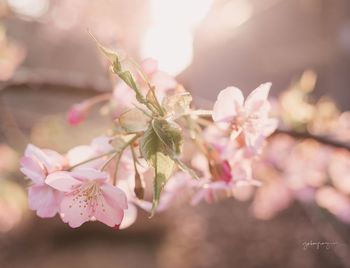 Close-up of pink flowers